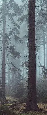 Tekstilno senčilo Gozd ponoči
