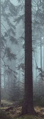 Tekstilno senčilo Gozd ponoči
