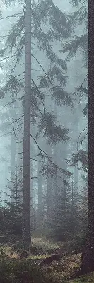 Tekstilno senčilo Gozd ponoči