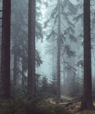 Tekstilno senčilo Gozd ponoči