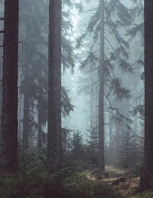 Tekstilno senčilo Gozd ponoči