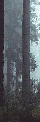 Tekstilno senčilo Gozd ponoči