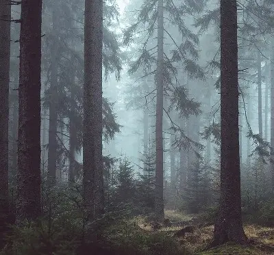 Tekstilno senčilo Gozd ponoči