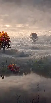 Senčilo za balkonska vrata Drevesa v megli