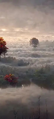 Senčilo za balkonska vrata Drevesa v megli