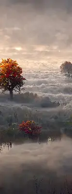 Senčilo za balkonska vrata Drevesa v megli