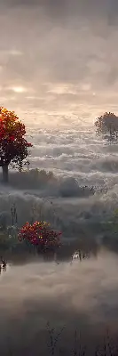 Senčilo za balkonska vrata Drevesa v megli