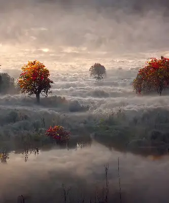 Senčilo za balkonska vrata Drevesa v megli