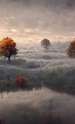 Senčilo za balkonska vrata Drevesa v megli