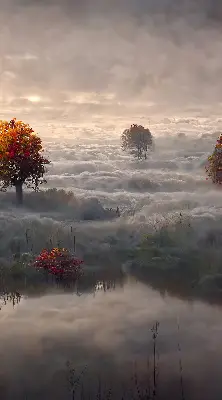 Senčilo za balkonska vrata Drevesa v megli