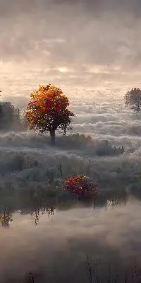 Senčilo za balkonska vrata Drevesa v megli