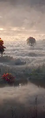 Senčilo za balkonska vrata Drevesa v megli