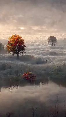 Senčilo za balkonska vrata Drevesa v megli
