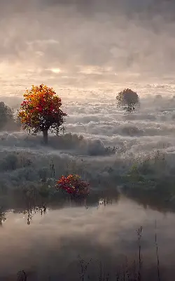 Senčilo za balkonska vrata Drevesa v megli