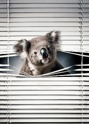 Senčilo za okno Koala