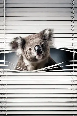 Senčilo za okno Koala