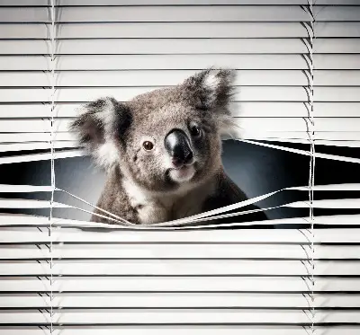 Senčilo za okno Koala