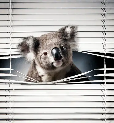 Senčilo za okno Koala