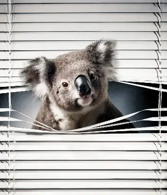 Senčilo za okno Koala