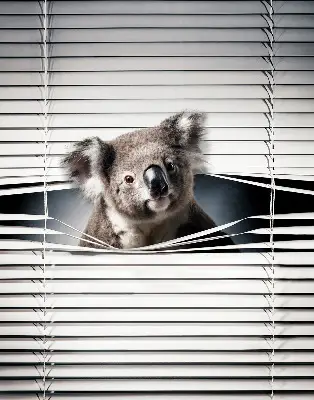 Senčilo za okno Koala