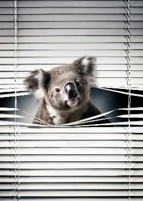 Senčilo za okno Koala