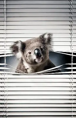 Senčilo za okno Koala