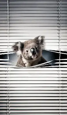 Senčilo za okno Koala