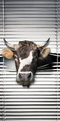 Notranje okensko senčilo Krava