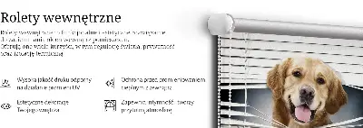 Notranje senčilo Zlati pes