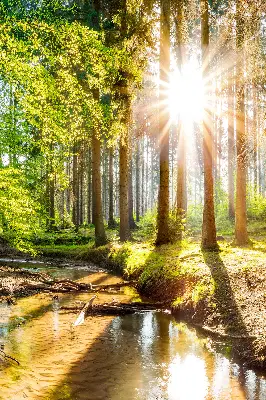 Notranji zatemnilni rolo za okno Sonce, ki sije skozi drevesa