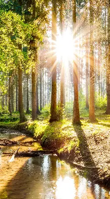 Notranji zatemnilni rolo za okno Sonce, ki sije skozi drevesa