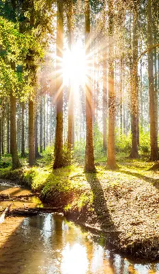 Notranji zatemnilni rolo za okno Sonce, ki sije skozi drevesa