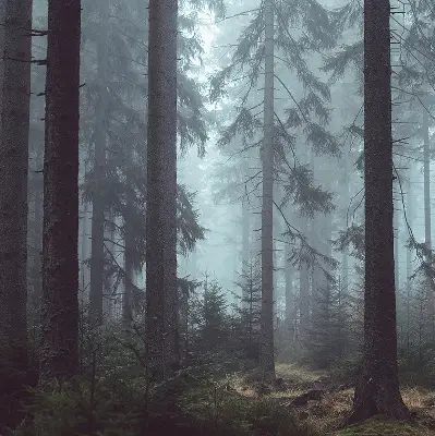 Tkaninski zatemnilni rolo Gozd ponoči