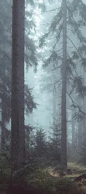 Tkaninski zatemnilni rolo Gozd ponoči