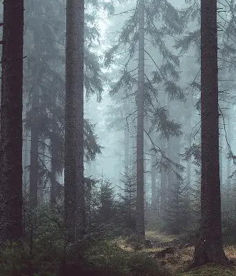 Tkaninski zatemnilni rolo Gozd ponoči