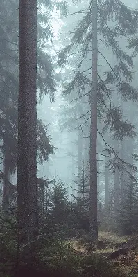 Tkaninski zatemnilni rolo Gozd ponoči