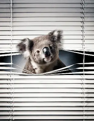 Zatemnilni rolo za okno Koala