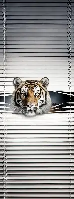 Zatemnilni rolo za balkonska vrata Tiger