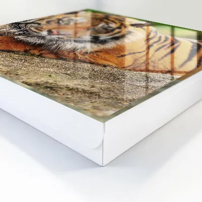 Škatla za ključe Tiger počiva