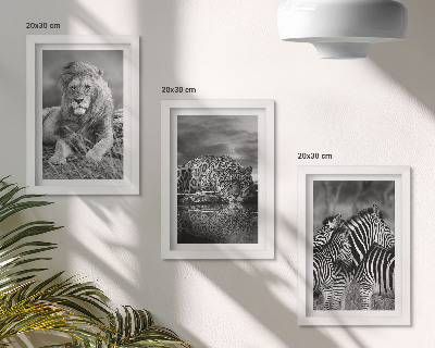 Komplet slik v okvirju Divje živali savane: lev, jaguar in zebra