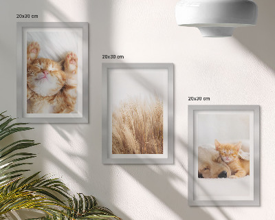 Stenska galerija slik Ljubke živali mačke psi nežna trava boe