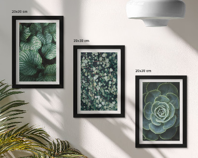 Stenska galerija slik Zelene listnate rastline in elegantne sukulente