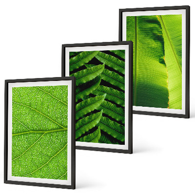 Triptih v okvirju Makro fotografija tropskih listov