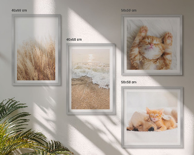 Set 4 slik v okvirju Ljubke živali mačke psi plaža