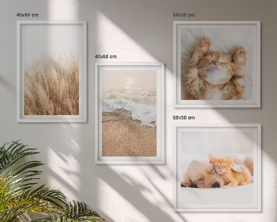 Set 4 slik v okvirju Ljubke živali mačke psi plaža
